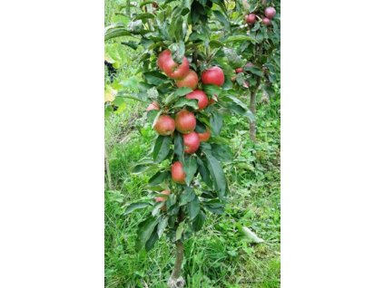Sloupovitá jabloň ´Red Spring´® (Pěstitelský tvar Sloupovitá jabloň ´Red Spring´®-kontejnerovaná)