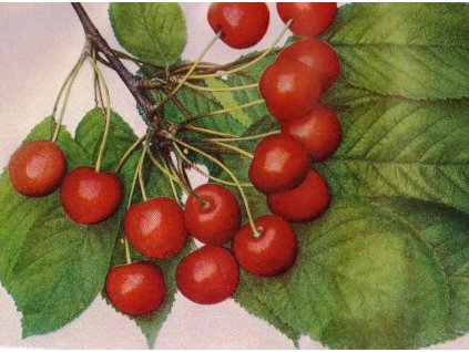 třešeň Boppardská České ovoce