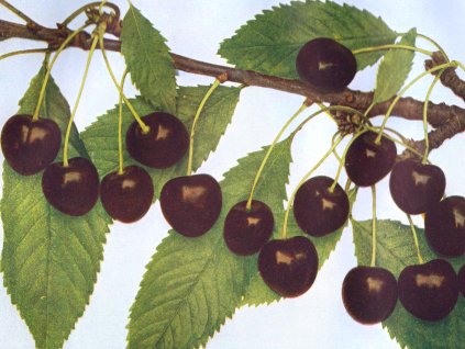 Třešeň Jánovka mšenská