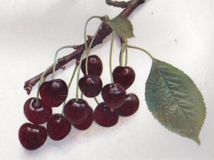 Třešeň Velká černá chrupka