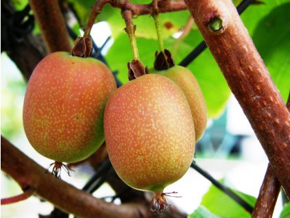 Kiwi Actinidia arguta Ananasnaja