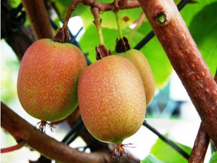 Kiwi Ananasnaja