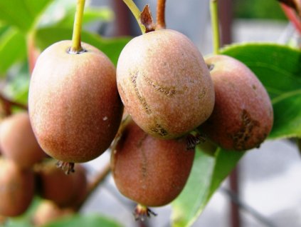 Kiwi Actinidia arguta Červánek