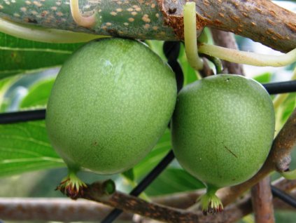 Kiwi Actinidia arguta Sosnovská