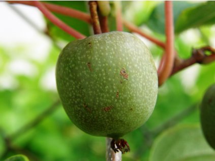 Kiwi Actinidia Arguta Kiwino