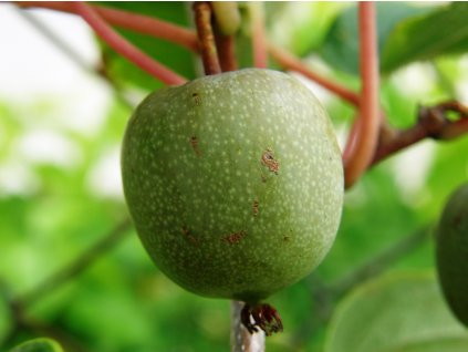 Kiwi Kiwino