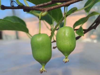 actinidia arguta kiwi japsai samosprasne