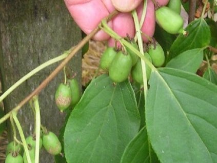 actinidia arguta kiwi issai samosprasne