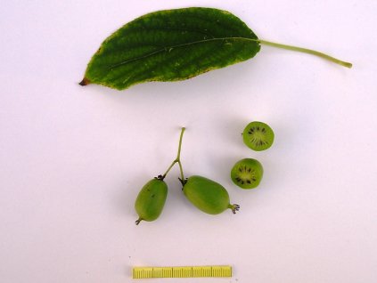 Kiwi Issai
