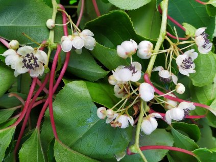 Kiwi Actinidia arguta samec opylovač