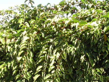 ACTINIDIA ARGUTA DVOUDOMÝ KULTIVAR