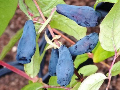 zimolez Doč Velikana