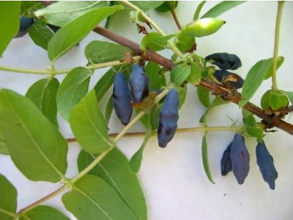 Zimolez kamčatský (Pěstitelský tvar Lebeďuška-kontejnerovaný)