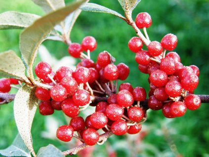 Hlošina okoličnatá červenoplodá Eleagnus umbellata