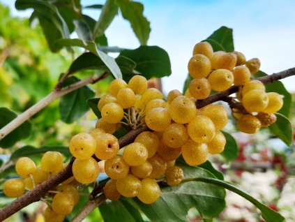 hlosina okolicnata zlutoploda 3