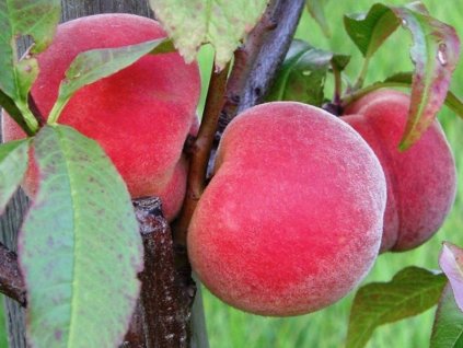 Broskvoň Semenáč z Předhoří Am