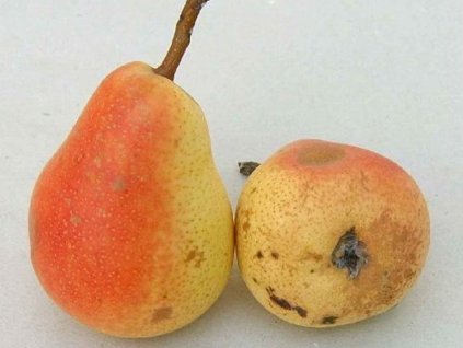 hrusen ananaska ceska