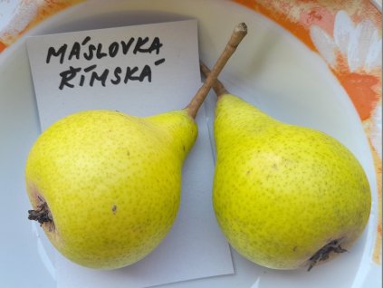 Máslovka římská hrušeň
