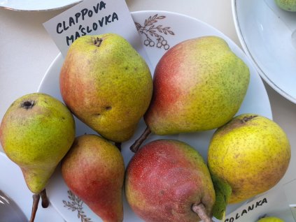 Clappova máslovka hrusen
