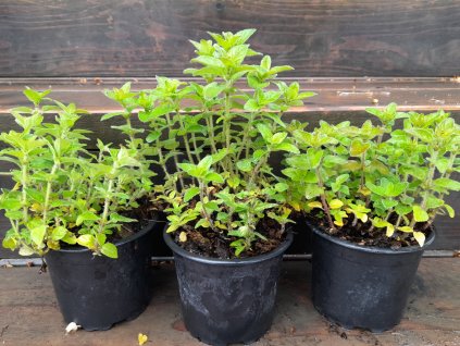 oregano Margeritha m