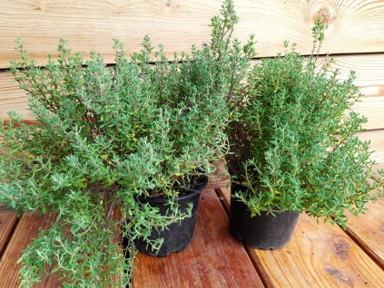 tymián obecný Fredo 2