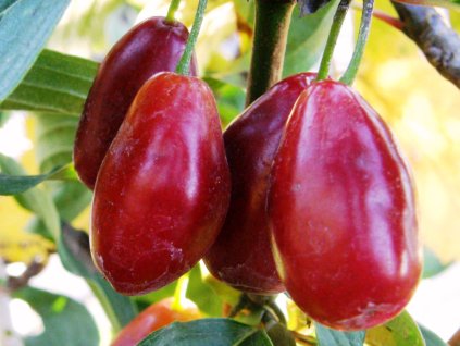 Vyšegorodský dřín