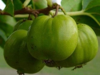Chang Bai Giant kiwi actinidia