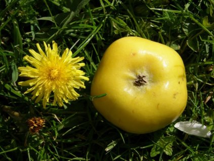 Jabloň 'Api hvězdovité' - zákrsek (M26) (Pěstitelský tvar Kontejnerovaný stromek(2-3litr))