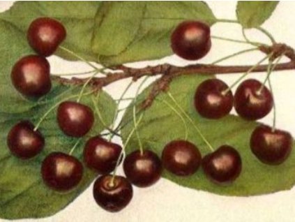 tresen Libejovicka rana