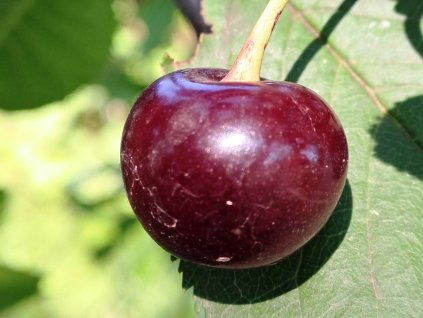 višeň Záhoračka 2