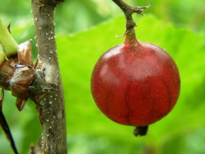 Angreštorybíz Jochine