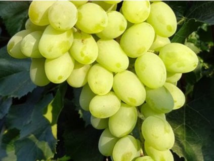 reva stolni vinna garold