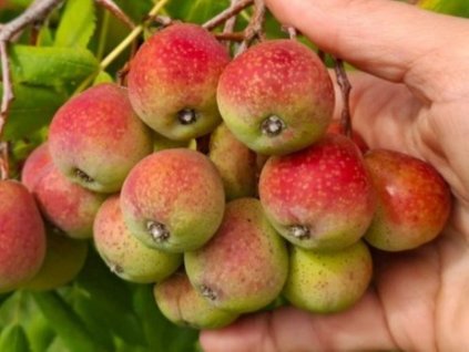 oskeruse domaci jablickovita