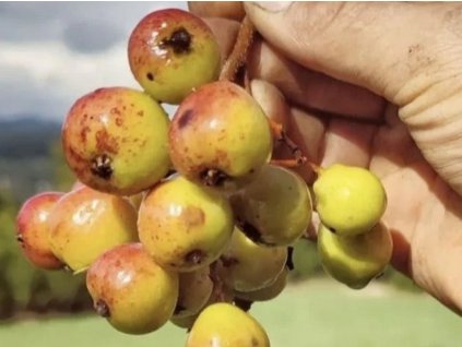 oskeruse domaci cukrarenska