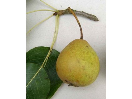 Hrušeň 'Jačmenka (syn. Majdalenka)' (Pěstitelský tvar čtvrtkmen)