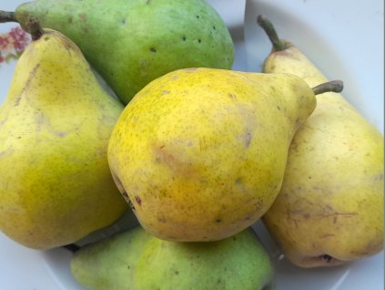 Muškatelka letní m