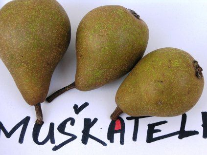 hruška muškatelka šedá