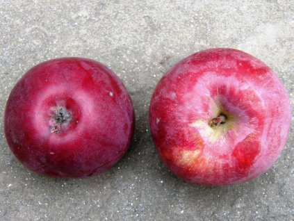 Jabloň Spartan 2 (2)