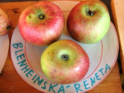 Jabloň Blenheimská reneta