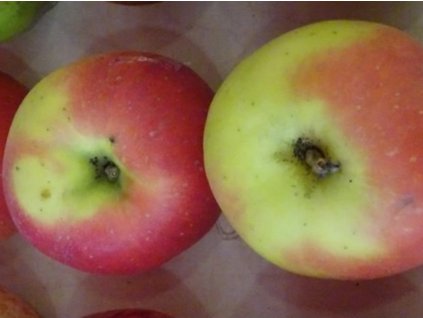 jablon Citronove zimni