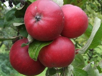 jablon gdansky hranac