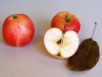 Jabloň Hedvábné červené letní