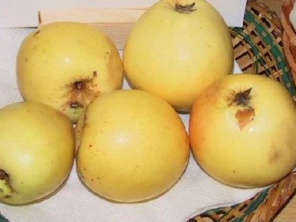 Jabloň 'Jadernička moravská' (Pěstitelský tvar polokmen)