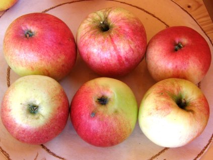 Jabloň James Grieve