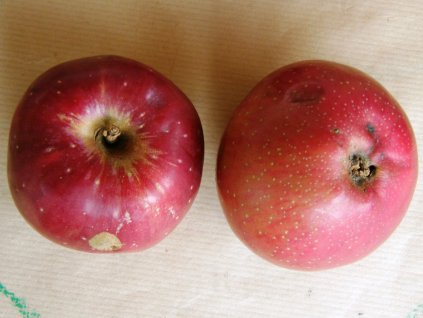 Jabloň stará odrůda Jeptiška 2