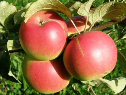 Kron prinz Rudolf jablon