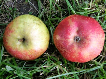 Jabloň Watervlietské mramorované