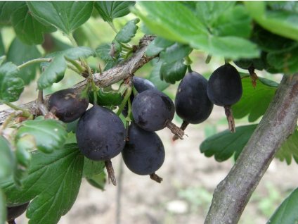 Angrešt 'Černý Neguš' (Pěstitelský tvar roubovaný stromek)