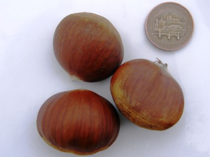 Kaštanovník setý x K. japonský´Bouche de Betizac´ (Pěstitelský tvar roubovaná sazenice - prostokořenná (60-100 cm))