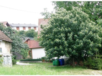 Kaštanovník setý x K. japonský´Brunella´ (Pěstitelský tvar roubovaná sazenice - prostokořenná (60-100 cm))